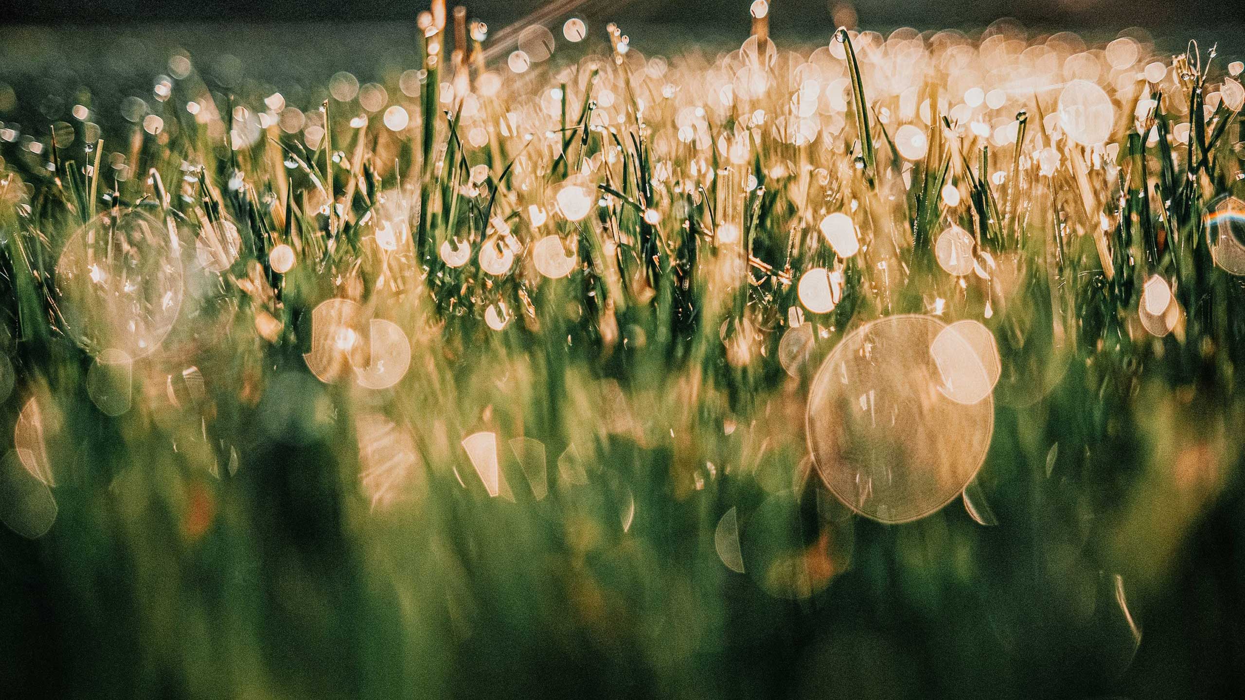 Gras mit stilisiertem Lichteinfall