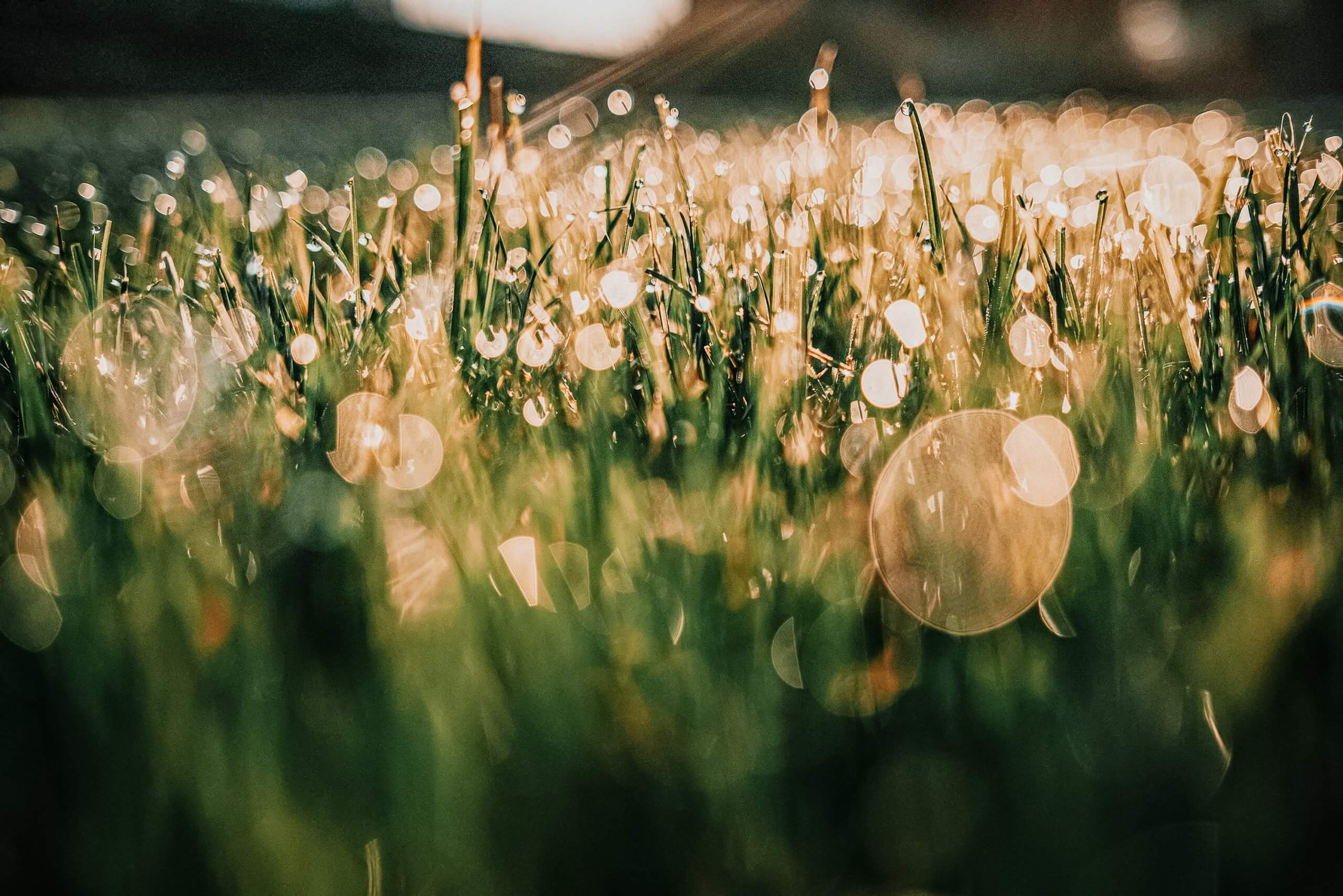 Tauwassertropfen auf frischem Gras im Sonnenlicht mit Bokeh-Effekt.